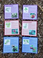 Native Berry ID Cards (set of 8)