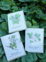 Native Berry Greeting Cards (set of 5)