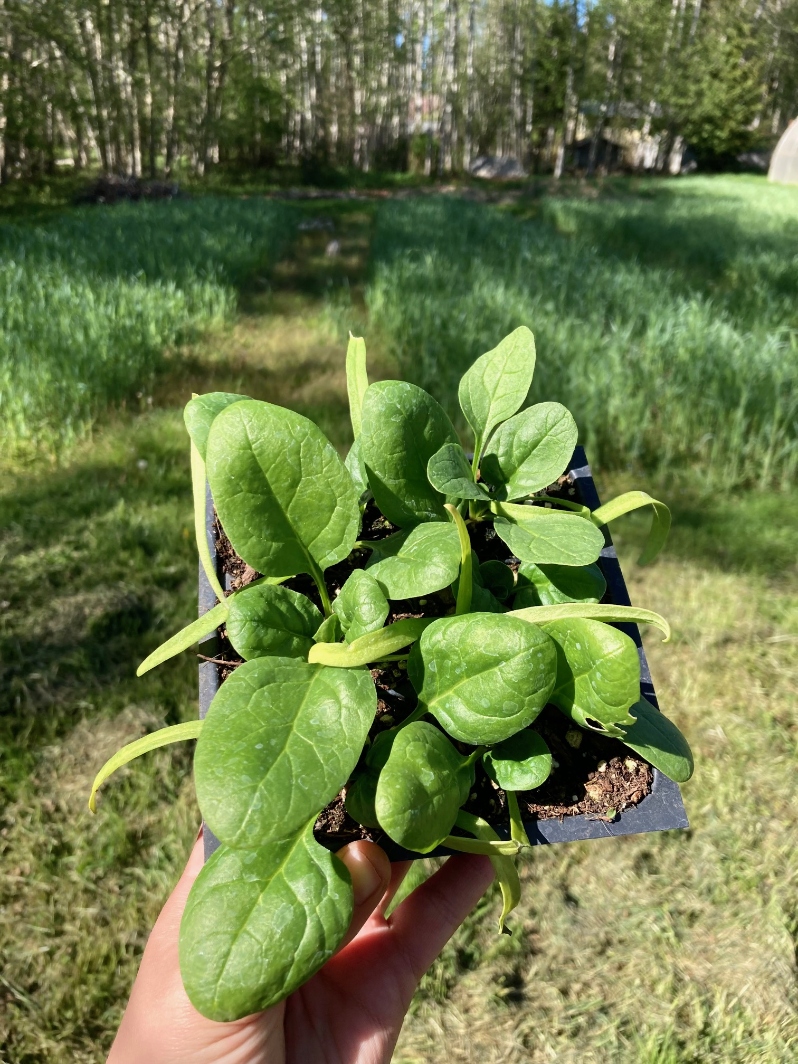 6-pack Baby Spinach (Seaside Hybrid)